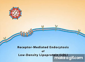 Receptor Mediated Endocytosis p1 on Make a GIF