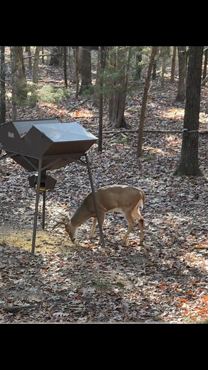 Bux gravity feeder providing an all you can eat buffet of trail delite. 🦌 | Bux Outdoor Products