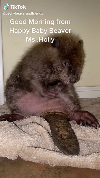 Happy Baby Beaver Ms. Holly Grooming Update