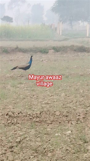 Mayur awaaz village morning me dikhte hai