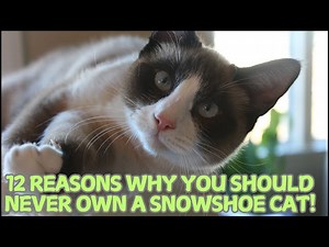 12 Reasons Why You Should Never Own a Snowshoe Cat!