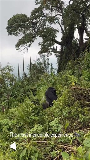 Face-to-face with a mountain gorilla in the jungle 🌿 – it’s a dream experience, but is it ethical? 🧠 The truth: responsible tourism is WHY mountain gorillas are no longer critically endangered. ✅ Your visit funds: 🛡️Anti-poaching patrols 🌳Habitat protection 👨👩👧👦Community jobs & schools But you MUST choose wisely and follow the rules. 🙏 Here’s how to make sure your gorilla trek protects the very animals you came to see ⬇️ 👉 Keep 7m distance 😷Wear your mask 🤫Stay quiet & calm 📸No flas