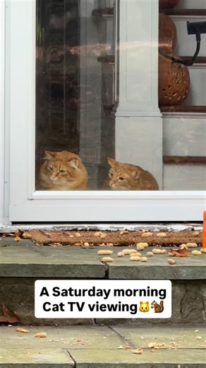 Happy weekend from two happy oranges!🧡🧡 #orangecat #cat #cats #catsofinstagram #cats_of_instagram #catlover #orangecats #catlife | The CT Oranges