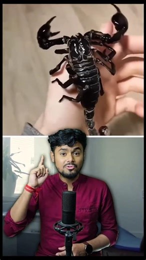 কাঁকড়া বিছের বিষের দাম জানো?💰😱