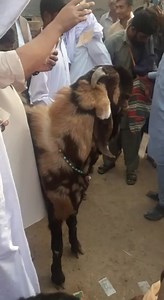 18K views · 160 reactions | چوہدری مسعود ڈومیلی | Goat breed of Kashmir Punjab | Facebook