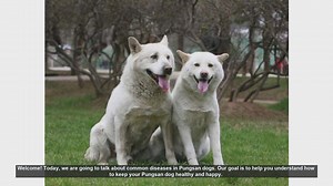 Common Diseases in Pungsan Dogs: Tips for a Healthy and Happy Pet