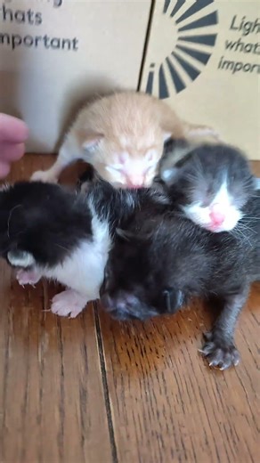 The newest additions, mama was just stretching her legs and gave me permission❤️#shorts #video #fyp