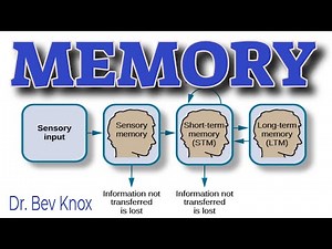 Memory Foundations - Sensory, Working, Short-term, Long-term - Encoding, Storing & Retrieving