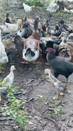 How To Feed Food Geese And Ducks Part 01. #chcken #ducktails #ducks #ducklife #geese #birds #family