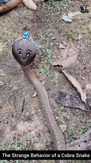 The Strange Behavior of a Cobra Snake #snake #wildliferescue #wildlifeentertainment