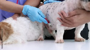 Veterinarian and assistant working on dog health check in veterinarian's office.
