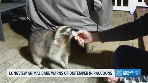 Raccoons showing signs of distemper spark warning from Longview Animal Care and Adoption Center