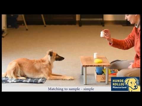 Konzeptlernen für Hunde: matching to sample task with dog (simple)