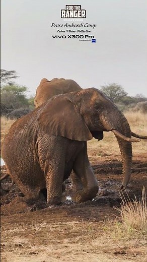 🐘 Elephants In The Mud at Praro Amboseli Camp Waterhole 🐘 #vivoX300pro #wildlife