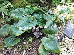 Asarum, Asaret: Perkebunan, Budidaya, Pemeliharaan 🌿 Semua Tentang Berkebun Dan Desain Taman - 2025