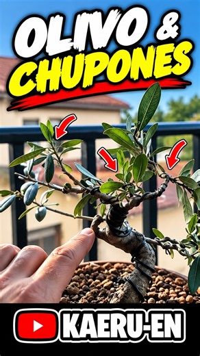 The olive tree and its suckers
