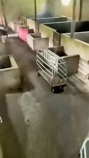 Pigs Crowd into Cages in a Frenzy at the Farm 🐷