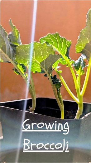 Grow Broccoli at home in POTS|Easy steps|Seed to Harvest|🥦#broccoli #athome#garden#gardening#veggies