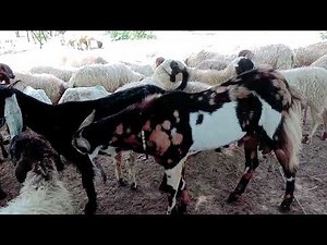 goats male and female mating videos amezing video