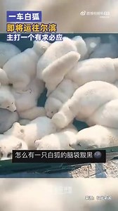 January 6th 2023, Mudanjiang, Heilongjiang. Arctic fox cubs on the way to Harbin. At least before, #Finland exported living fur animals to #China for breeding. Finnish fur farmers opposed this export, not because of animal cruelty but because of export of Finnish know how. After all, China and Finland are competitors in the fur industry. According to the article on Weibo these arctic foxes at the Chinese fox breeding farm are said to be of Finnish origin. These cuties will have a miserable fate.
