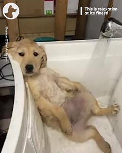 77K views · 3.5K reactions | Nothing beats getting in the bath after a long day ❤️ | Go Fetch | Facebook
