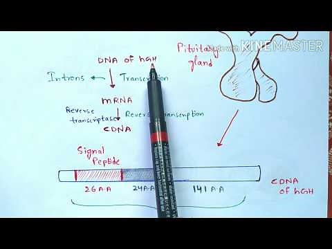 Production of Human growth hormone by rDNA technology | Recombinant growth hormone or somatotropin