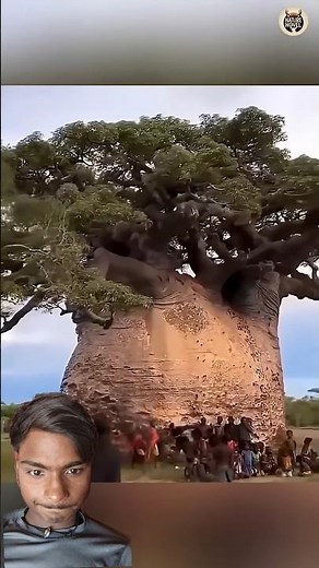 कैसे आदिवासी लोग बबून का इस्तेमाल पानी ढूंढने के लिए करते है?🤔 Baboon Salt Trap #factshorts​ #facts​