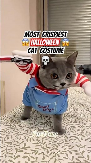 Top 4 Creepiest Cat Halloween Costumes #shorts #cat #halloween