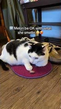 Melon be Smellin’ Part 510 😤🤢 #cat #shorts #funny #cute
