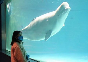 Kamogawa Sea World: All You Need to Know Before Your Next Trip | LIVE JAPAN travel guide