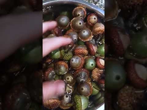 How to Dry Acorns for Crafts