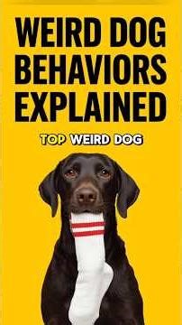 WEIRD DOG BEHAVIORS EXPLAINED 🐶 Understanding Top Strange & Funny Things Dogs Do! Why What They Mean
