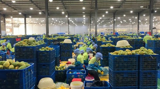 5.5K views · 54 reactions | "I can make money and the job is stable." In Phnom Sruoch district of Cambodia's Kampong Speu province, a Chinese-invested mango processing factory has transformed the livelihoods of rural workers and farmers. #GLOBALink | China Xinhua News | Facebook