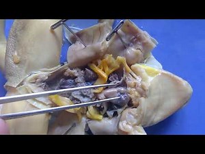 Frog Dissection - Day 3 (part 2): Cardiopulmonary Systems
