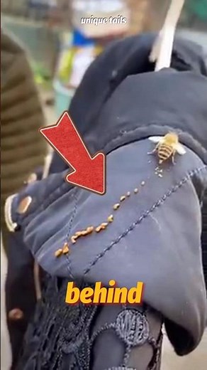 How Bees Turn Pollen Into Sweet Honey?