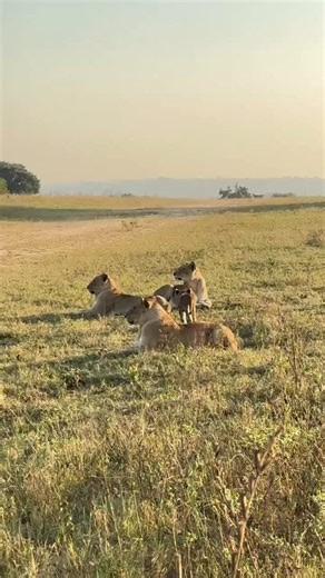 965 reactions · 39 comments | May you live on, carrying the legacy of your pride and the noble blood that runs through your veins. Today, the lone survivor ( Ximungwe cub ) stands with his aunt, the last of their bloodline after the fall of all pride members. Thank you my friend @omegagodi for keeping hope alive. | Wild Lions | Facebook