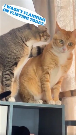 he tried flirting… this happened 😼🔥 #shorts