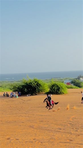 Exploring Sooleyy Horses in Somalia