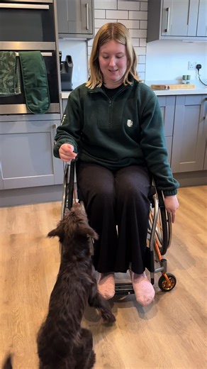 Novas 5 month training update! This is just a glimpse into what we are working on alongside the usual stay, wait, settle and lead walking!! #wheelchairuser #disability #assistancedog #puppy #dogtraining