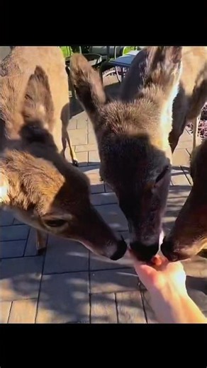 🦌 The Deer Came Back to Thank the Man Who Saved Its Life ❤️