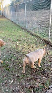 When do male dogs drop their testes? | Raul Fagundez