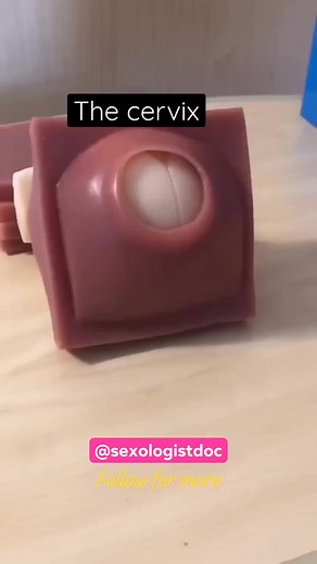 @sexologistdoc The Cervix size... The cervix is the lower end of the womb (uterus). It is at the top of the vagina. It is about 2.5 to 3.5 centimeters (1 to 1.3 inches) long. The cervical canal passes through the cervix. It allows blood from a menstrual period and a baby (fetus) to pass from the womb into the vagina. . . . . . . . #girl #girls #girlsdoctors #girldoctor #girldoc #workout #wedding #weddingdress #gym #gymmotivation #gymlover #gymgirl #gymaddict #gymlifestyle #makeup #makeupartist #