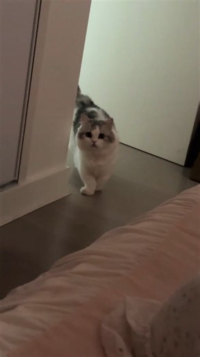 Eren on Instagram: "I can’t handle it anymore, this cuteness is killing me 😭💗 ‎. ‎#funnycat #crazycat #catmoments #meowtime #catantics petreels catattack catworld catsdoingthings sillycat"