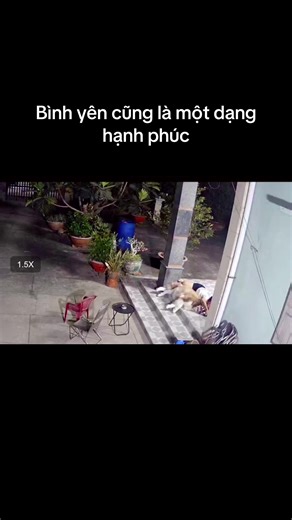 Ảnh ấm mà ảnh thơm #Ngáo #thucung #alaskanmalamute #dog #nuotbinhga