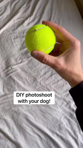 200K views · 10K reactions | Tennis ball photoshoot with your pup!  I found a case of tennis balls at Walmart, shot the photos on my iPhone, and edited on a free app called Adobe Lightroom 殺 #funnydogs #dogskit #skit #dogactor #australianshepherd #heeler #whiteboxer #boxer #boxerdog #dogvideos #cutedogs #comedy #comedyskit #funnydogvideos #dogphotography #diy #diyphotography #tennisballs #penn #adobe #adobelightroom #pictures | Layla the Boxer | Facebook