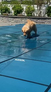 Please just open it. #pooltime #beachweather #poolside #pooldog | Hudsonbegood