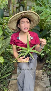 80K views · 1.3K reactions | Aloe vera the plant of immortality" by ancient Egyptians. It is a succulent plant native to the Arabian Peninsula but widely cultivated in arid and tropical regions, originating from a lineage that dates back over 6,000 years. Isang pamswerteng halaman at nag tataboy ng malas #aloevera #Tips | Mark of the Jungle Plants | Facebook