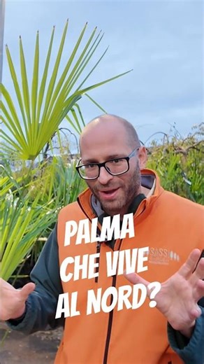 🔥 FLASH OFFER: Get it now with 40% OFF! #TrachycarpusFortuneipalm #BlackFriday