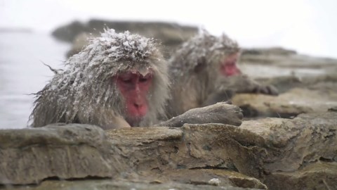 Affen feiern den „Tag des guten Bades und Onsens“ in japanischer Thermalquelle