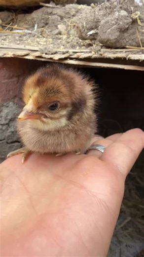 ‎تصوير حيوانات‎ on Instagram: "Angry chicken with cute features 🥰"